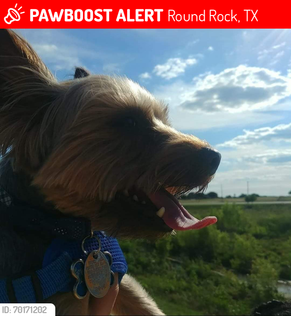 Lost Male Dog last seen Round Rock, TX 78664, Round Rock, TX 78664