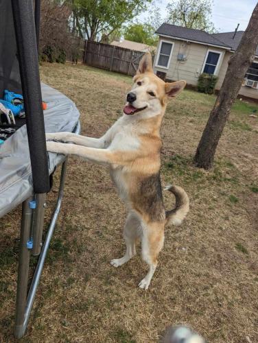 Lost Female Dog last seen Park ave and 12th st, Abilene, TX 79603