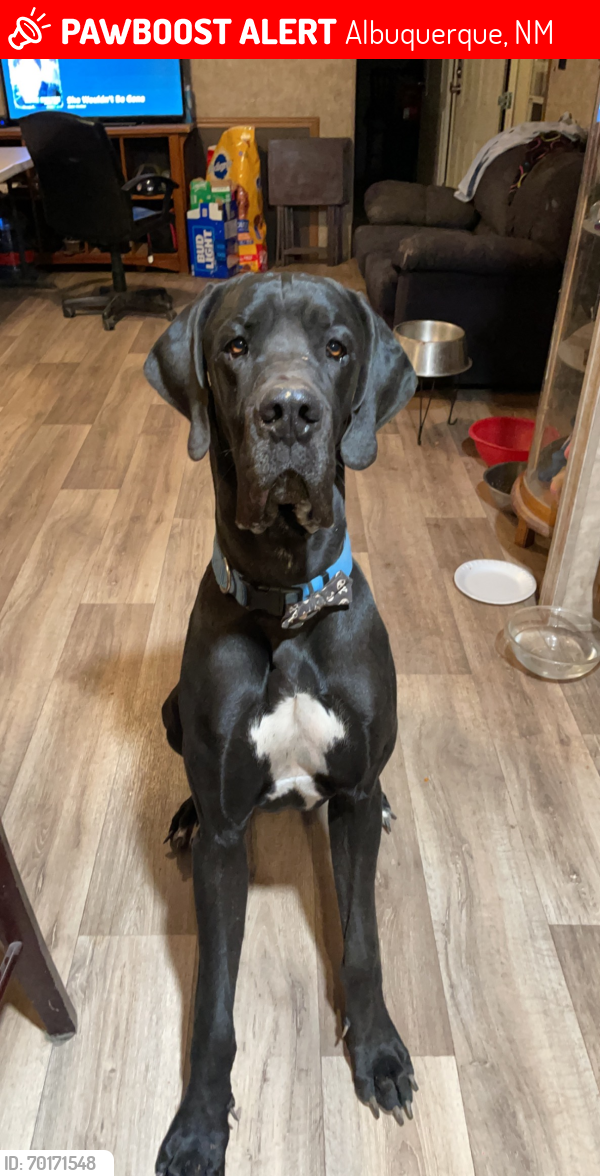 Lost Male Dog last seen Keith’s Court and Potomac rd, Albuquerque, NM 87105