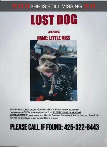 Lost Female Dog last seen Heading south on 51st marysville wa, Marysville, WA 98270