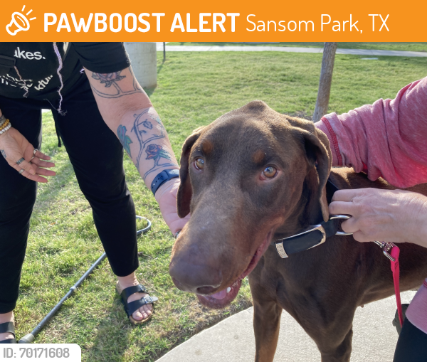 Found/Stray Female Dog last seen Sansom Park Senior Apts, Sansom Park, TX 76135