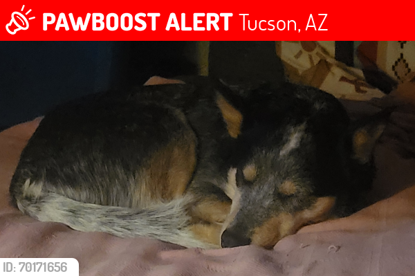 Lost Female Dog last seen Near and Valencia , Tucson, AZ 85746