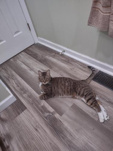 Lost Male Cat last seen Running from 7595 Montridge Drive along the path under the electric pylon wires , Cincinnati, OH 45244