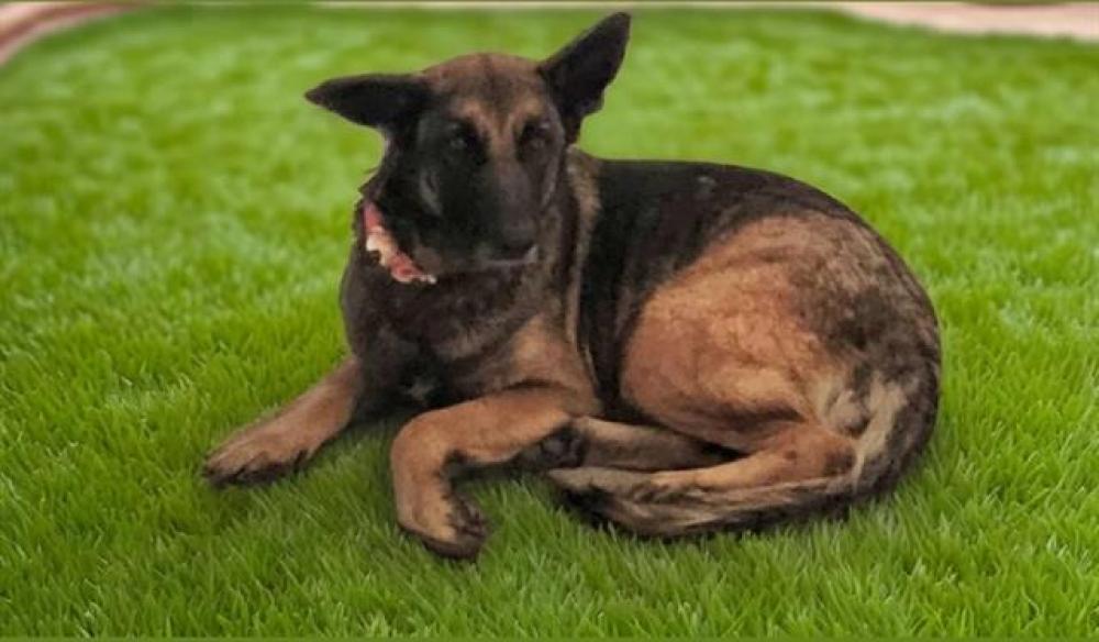 Shelter Stray Female Dog last seen , Downey, CA 90242