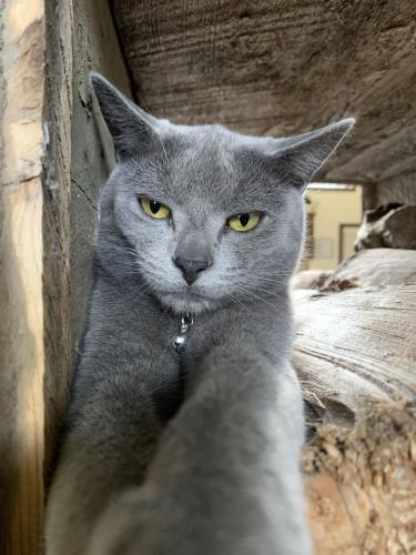 Lost Male Cat last seen Jade lane , Flathead County, MT 59901