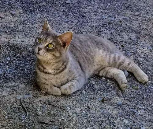 Lost Female Cat last seen Russell Field airport  in armuchee , Rome, GA 30165