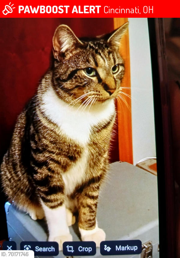 Lost Male Cat last seen Anderson ferry/Hillside Ave, Cincinnati, OH 45238