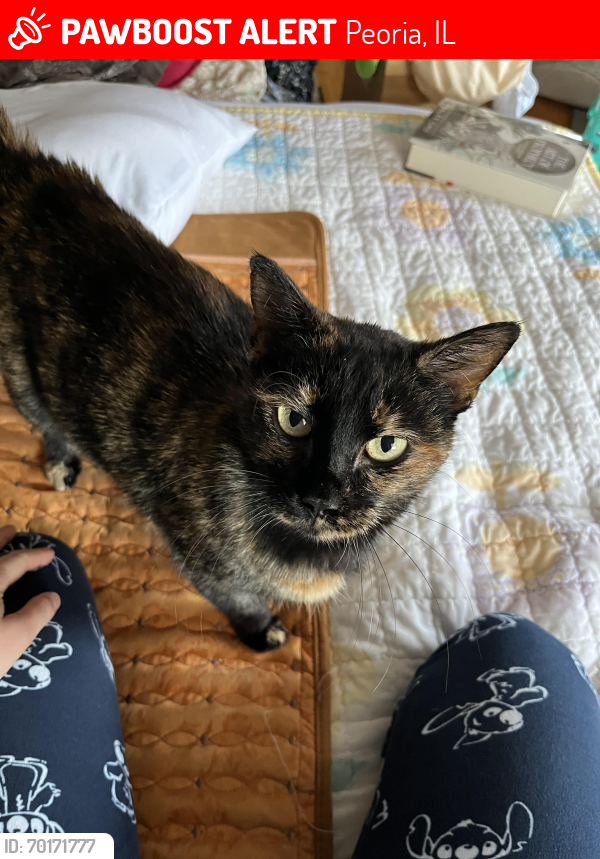 Lost Female Cat last seen Avalon Pl. and Northcrest, Peoria, IL 61604