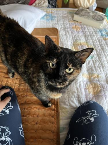 Lost Female Cat last seen Avalon Pl. and Northcrest, Peoria, IL 61604