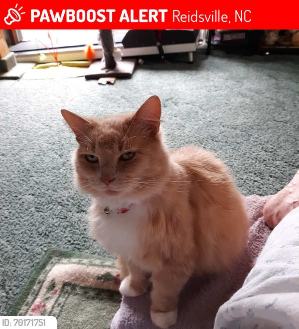 Lost Female Cat last seen Mullins rd, Reidsville, NC 27320
