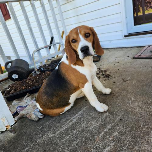 Found/Stray Male Dog last seen Comer St. Maysville, Maysville, GA 30558
