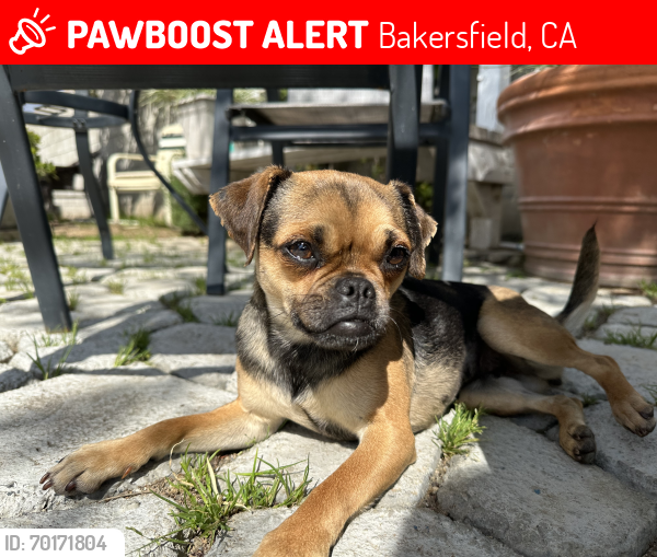 Lost Female Dog last seen Alta vista , Bakersfield, CA 93305