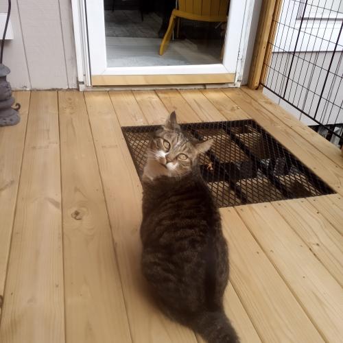 Lost Male Cat last seen Guilford and Bridford, Greensboro, NC 27407