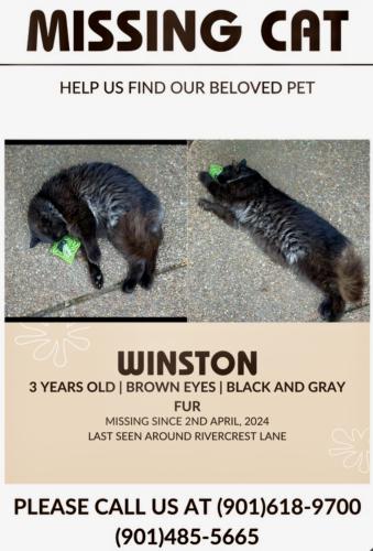 Lost Unknown Cat last seen Rivercrest lane, Bartlett, TN 38135