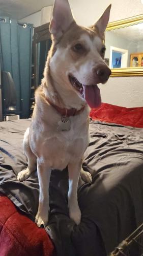 Lost Female Dog last seen Petsmart on Coleman, San Jose, San Jose, CA 95112
