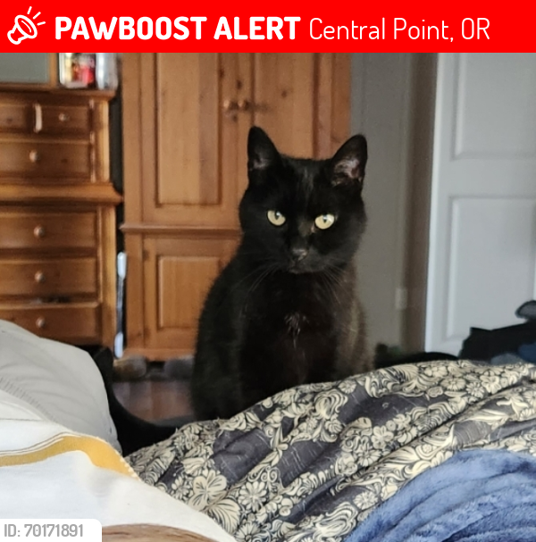 Lost Female Cat last seen South 9th st. And oak street, Central Point, OR 97502