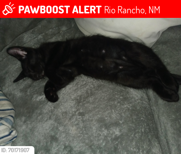Lost Male Cat last seen Vancouver Se and El Moro dr se, Rio Rancho, NM 87124