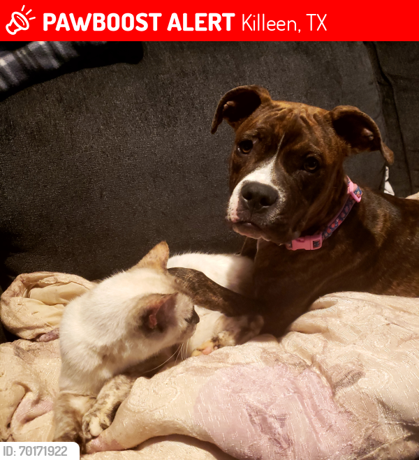 Lost Female Dog last seen Willow springs rd, Killeen, TX 76549