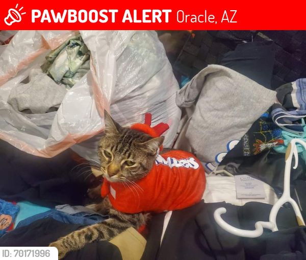 Lost Female Cat last seen Rickcliff and beverly circle , Oracle, AZ 85623