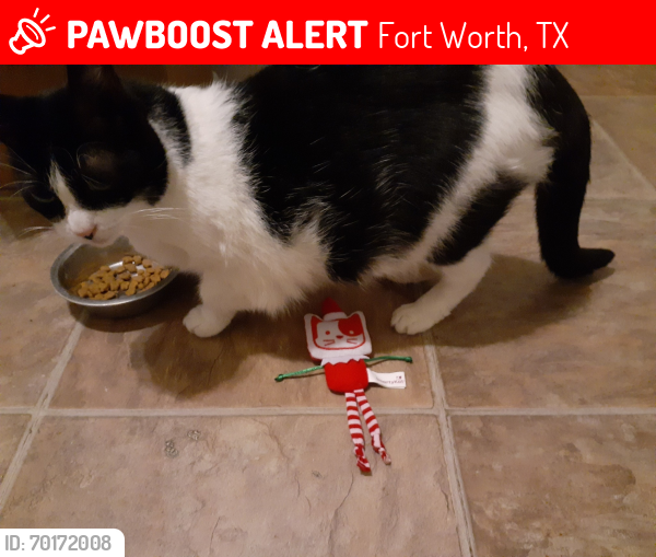 Lost Female Cat last seen Fairmount & Jessamine, Fort Worth, TX 76104