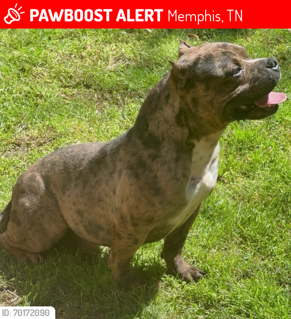 Lost Male Dog last seen Thomas at Whitney , Memphis, TN 38127