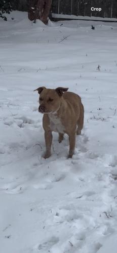 Lost Female Dog last seen Lake village Subdivision, Memphis, TN 38103