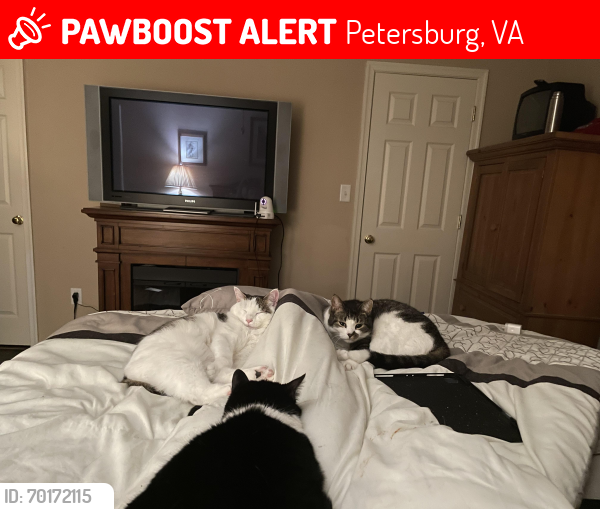 Lost Male Cat last seen pheasant court, Petersburg, VA 23803