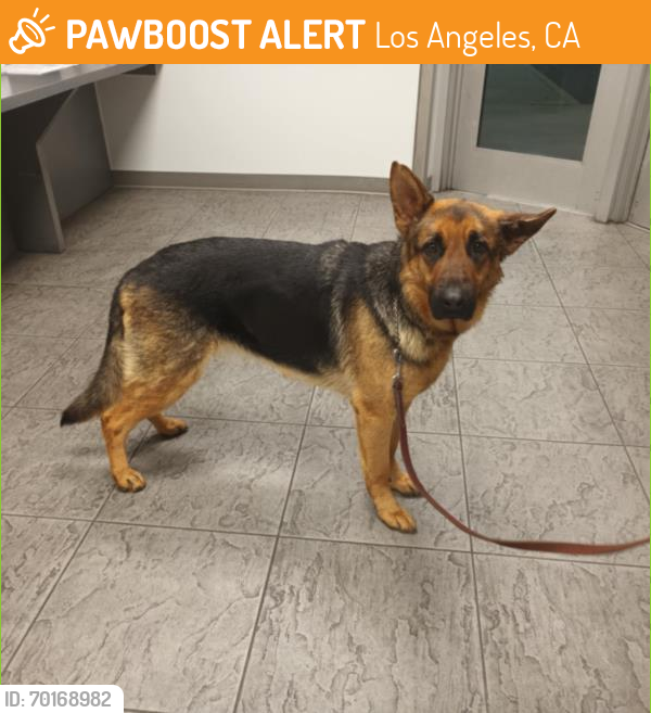 Shelter Stray Female Dog last seen , Los Angeles, CA 90025