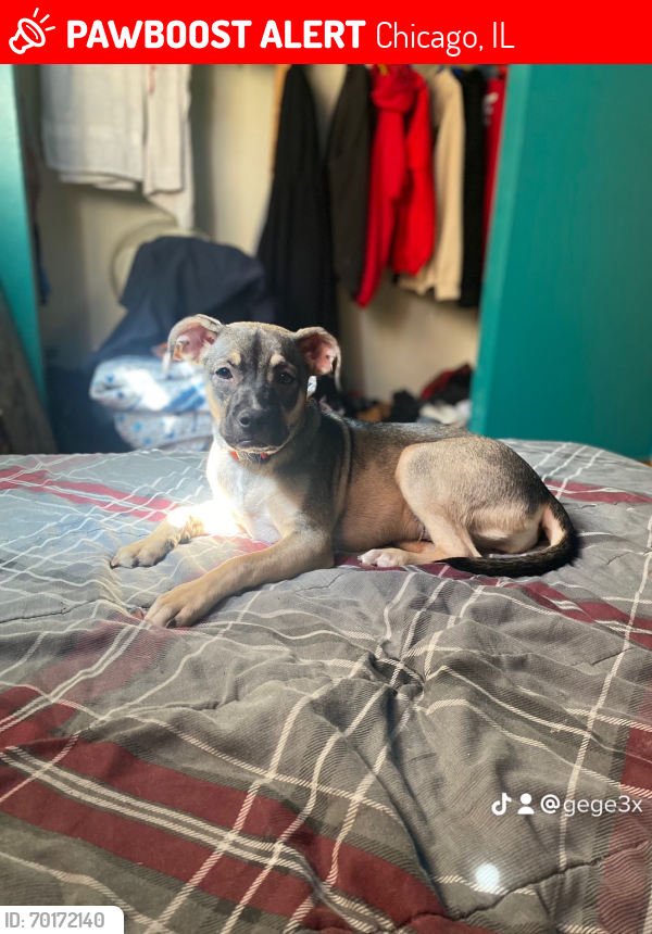 Lost Female Dog last seen Halsted , state redline ,lowe, Chicago, IL 60620