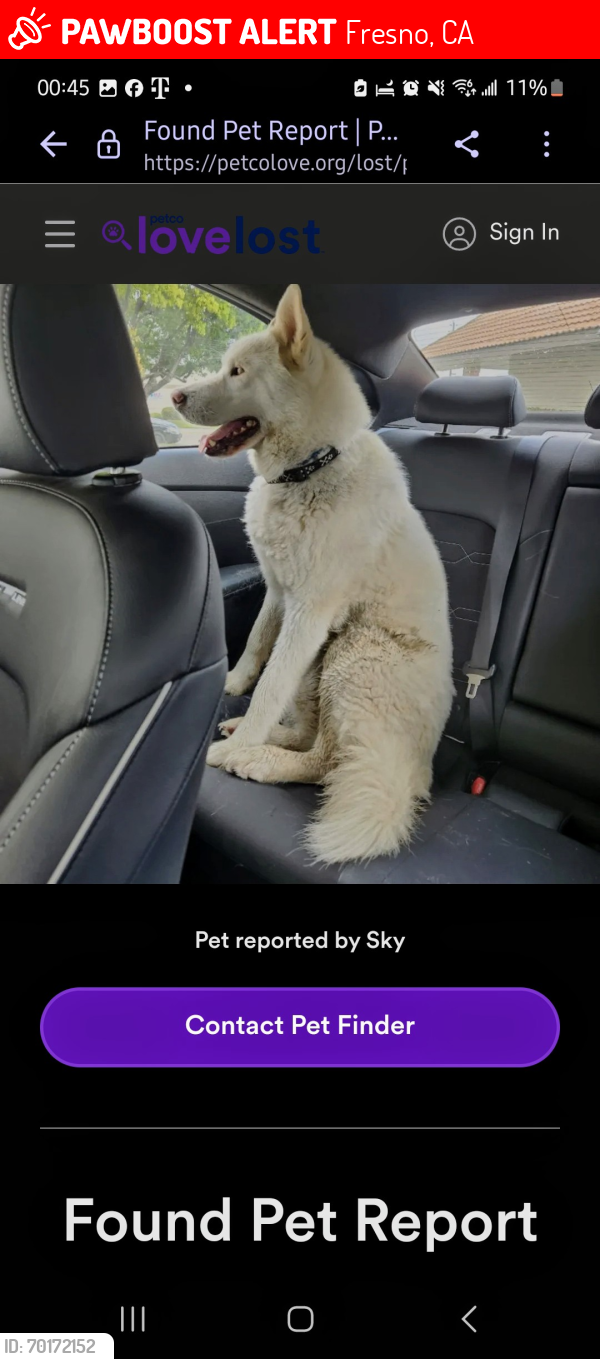 Lost Male Dog last seen Herndon and Blackstone , Fresno, CA 93720