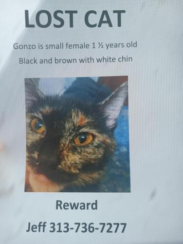 Lost Female Cat last seen Parking lot directly at the bottom of the bridge when you get onto the island, Fort Myers Beach, FL 33931