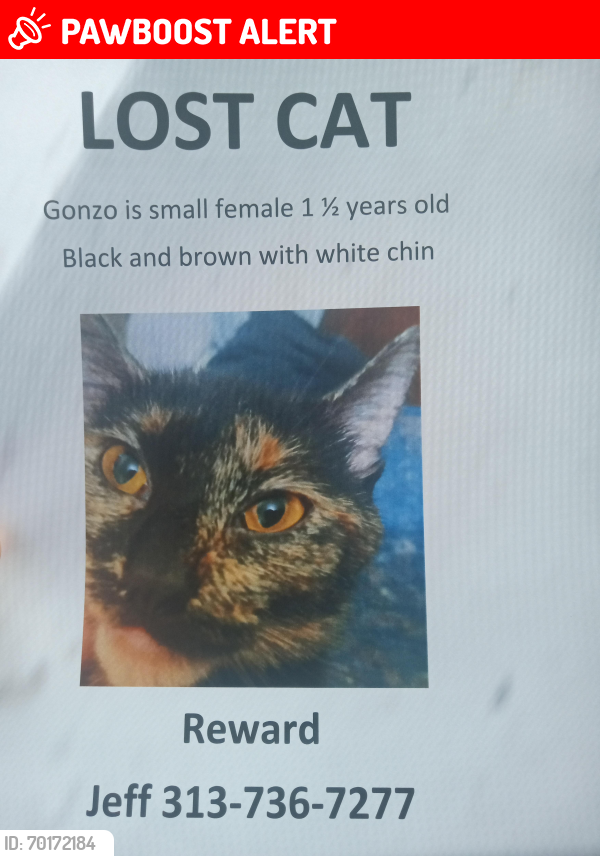 Lost Female Cat last seen Parking lot directly at the bottom of the bridge when you get onto the island, Fort Myers Beach, FL 33931