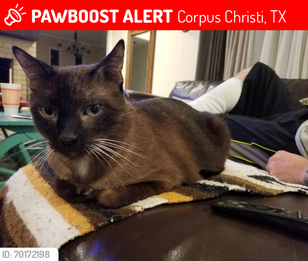 Lost Male Cat last seen Congressional and Corralridge area, Corpus Christi, TX 78413