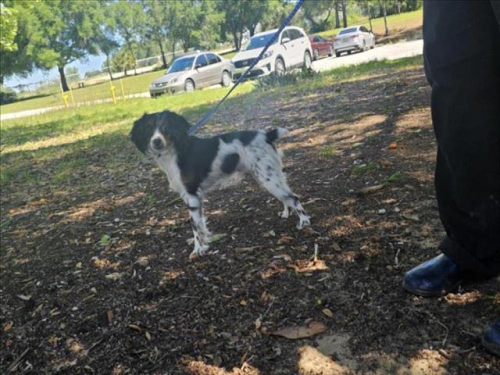 Shelter Stray Male Dog last seen LEESBURG WAL-MART LEESBURG, Tavares, FL 32778