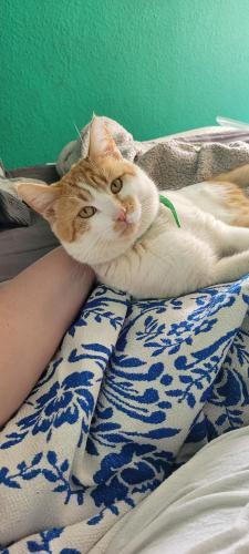 Lost Male Cat last seen S Canyon Rim and Snyder hill, Tucson, AZ 85735