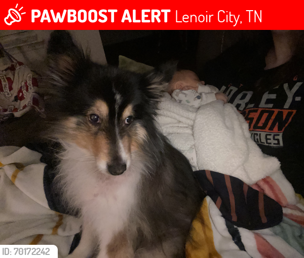 Lost Male Dog last seen Lenoir city high school, Lenoir City, TN 37771