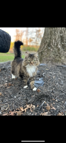 Lost Male Cat last seen Near brush valley road spring mills pa 16875, Spring Mills, PA 16875