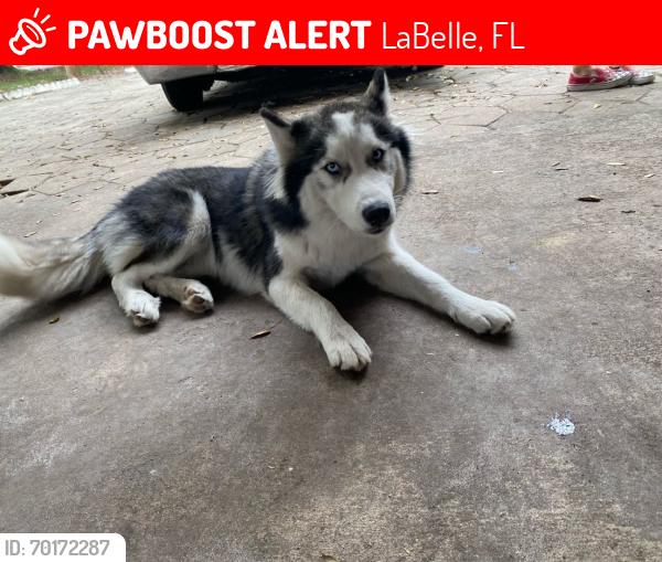 Lost Female Dog last seen Labelle Fl, LaBelle, FL 33935