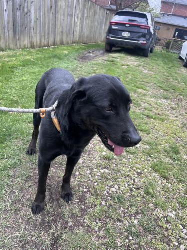 Found/Stray Male Dog last seen South High Street & Stewart St in Columbus Ohio, Columbus, OH 43206