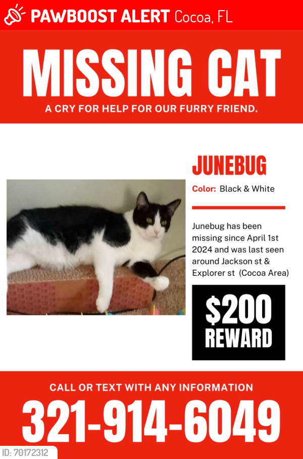 Lost Male Cat last seen Jackson street, Cocoa, FL 32922