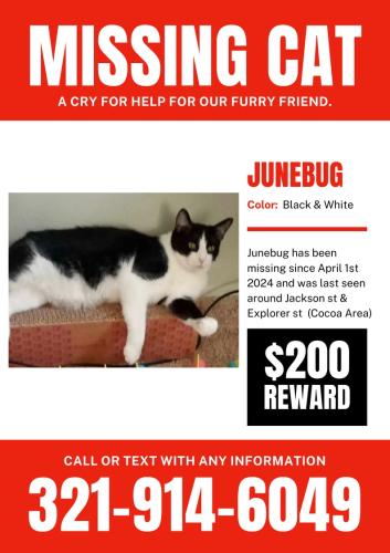 Lost Male Cat last seen Jackson street, Cocoa, FL 32922