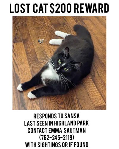 Lost Female Cat last seen Windsor apmts, Juniper, Birmingham, AL 35222