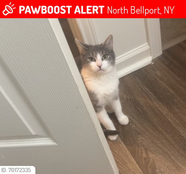 Lost Female Cat last seen Foxglove Circle, North Bellport, NY 11713