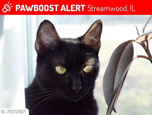 Lost Female Cat last seen e oltendorf & pine st, Streamwood, IL 60107