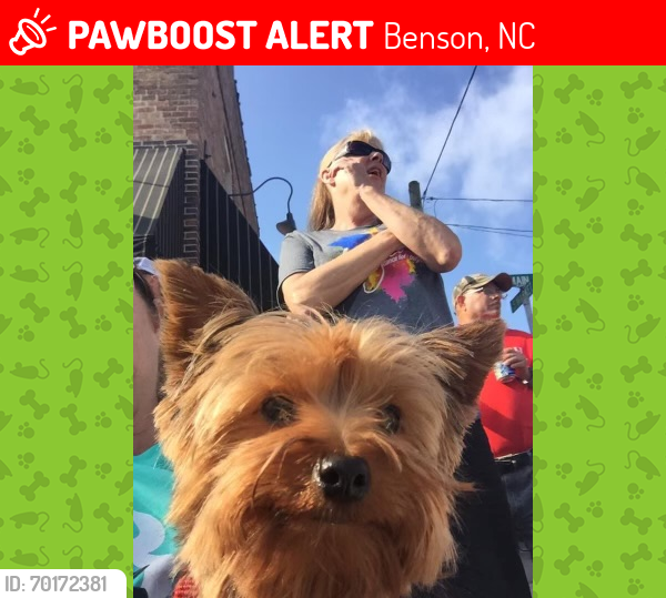 Lost Female Dog last seen Tall pine dr , Benson, NC 27504