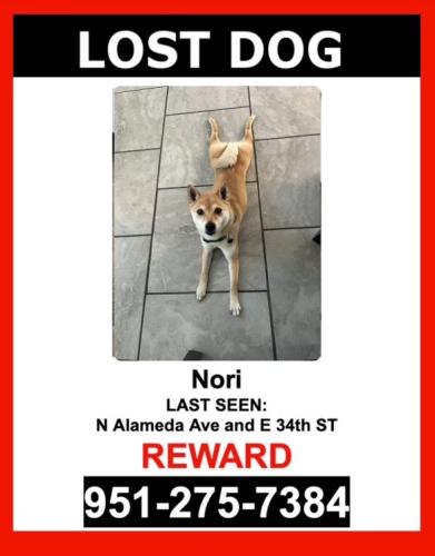 Lost Female Dog last seen Near N Alameda Ave San Bernardino CA , San Bernardino, CA 92404