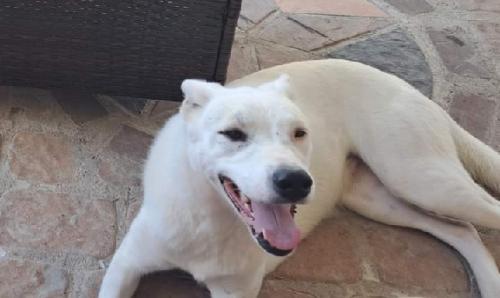 Lost Female Dog last seen Magnolia , Magnolia, TX 77353