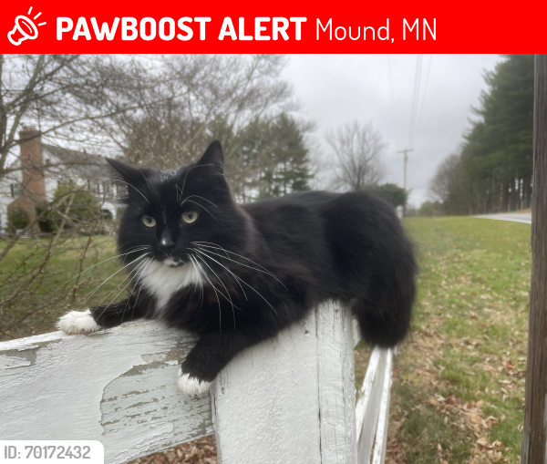 Lost Female Cat last seen Phelps Island, Mound, Mound, MN 55364