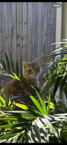 Lost Male Cat last seen Bellview, Pensacola, FL 32526