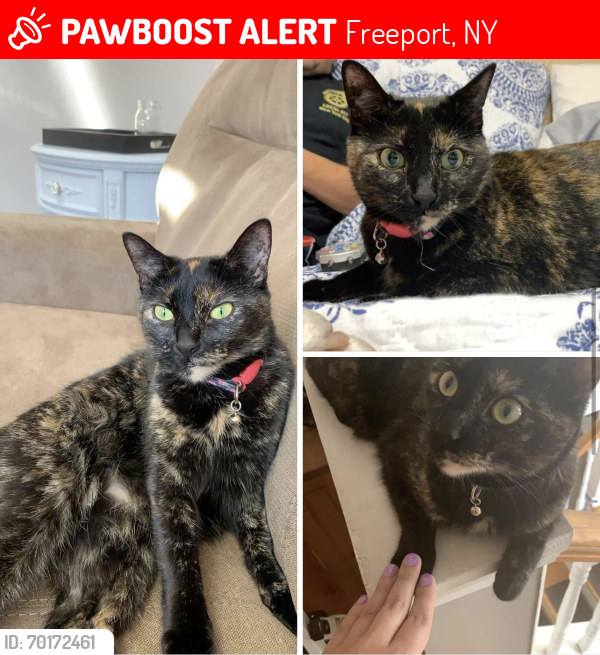 Lost Female Cat last seen Ann Drive S , Freeport, NY 11520